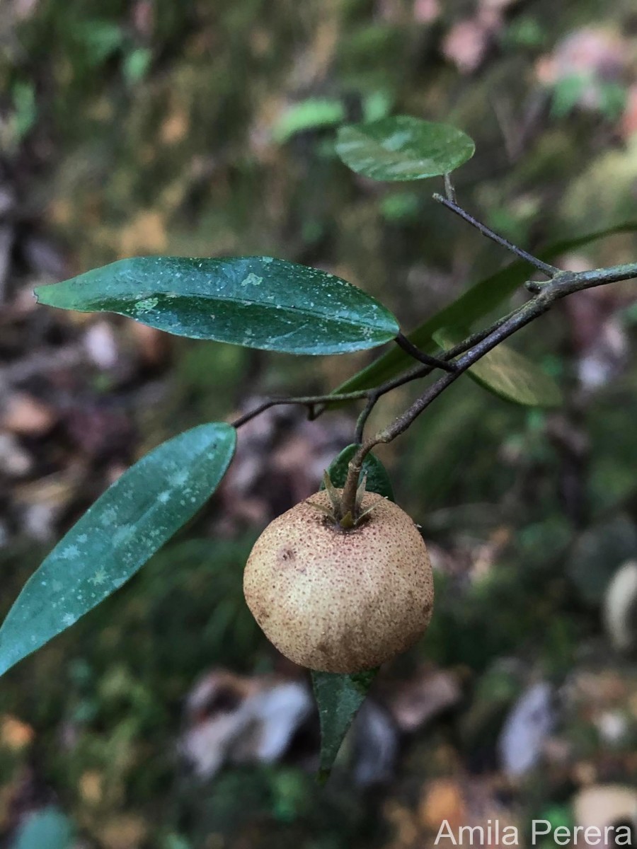 Stemonoporus lancifolius (Thwaites) P.S.Ashton